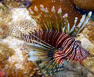 Highly recognizable by their red and white stripes, lionfish are surprisingly slow, almost daring divers to spear or net them. Photo: Adam Nardelli